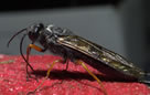 woodwasp